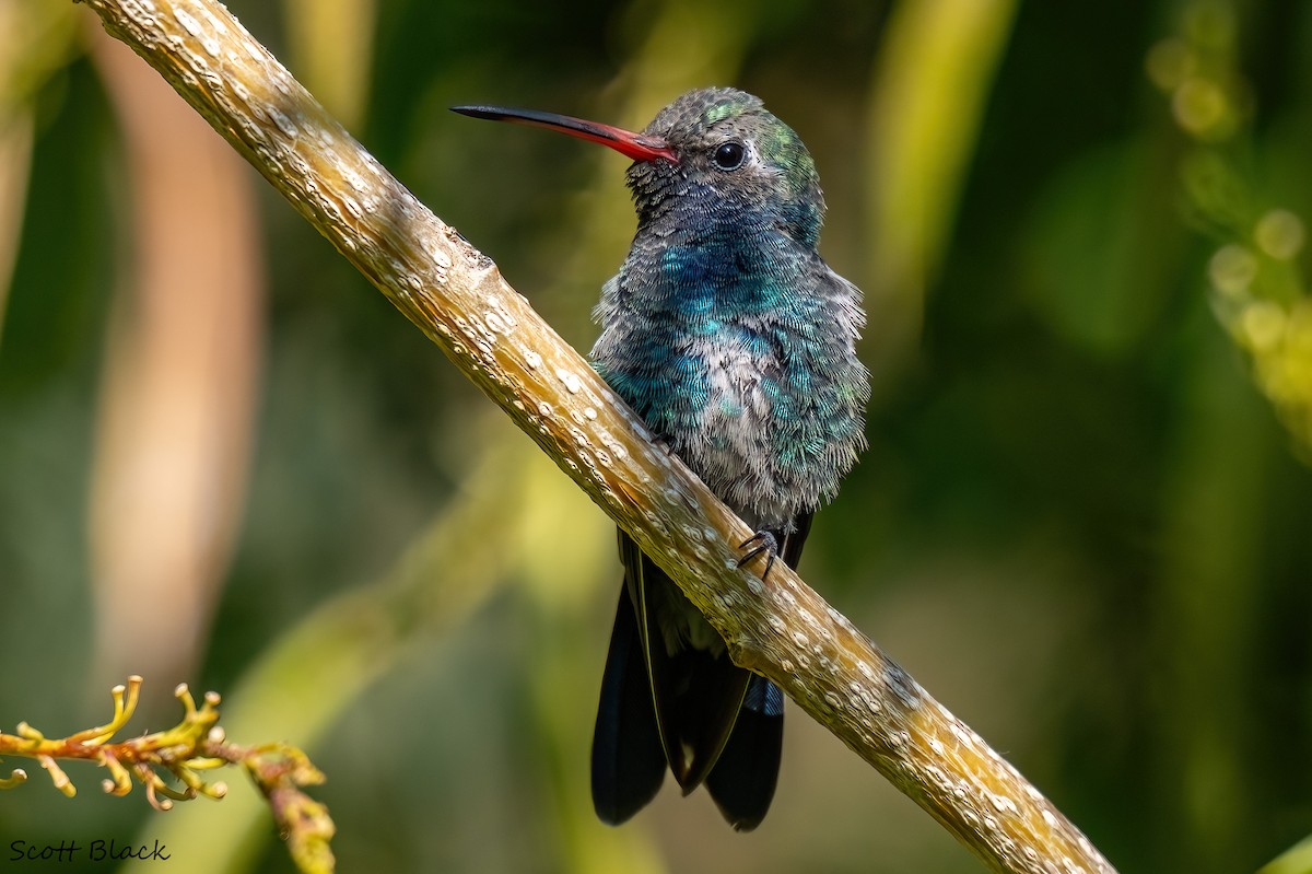 Broad-billed Hummingbird - ML613184864