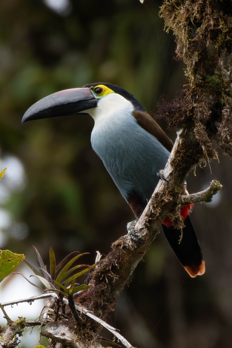 Black-billed Mountain-Toucan - ML613184882