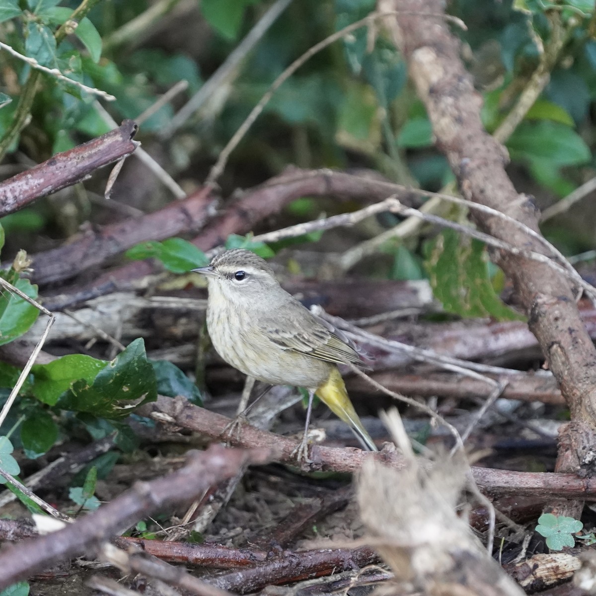 Palm Warbler - Simon Thornhill