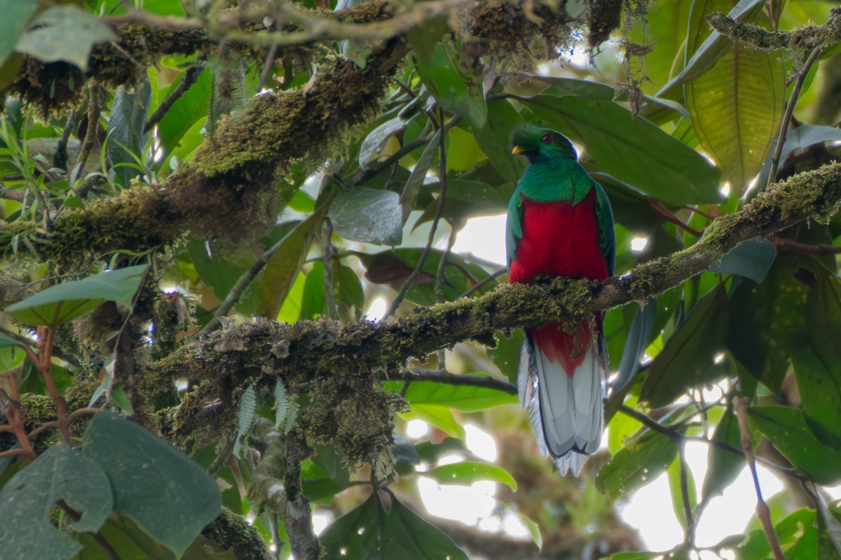 Crested Quetzal - ML613184898