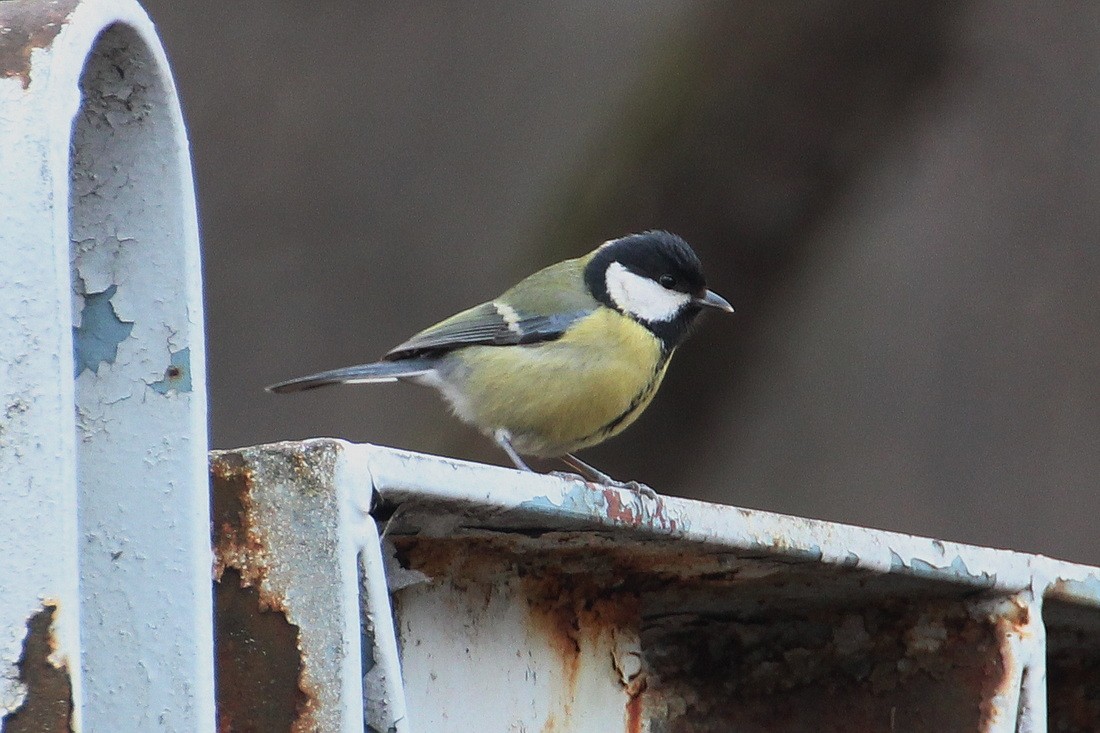 Great Tit - ML613184899