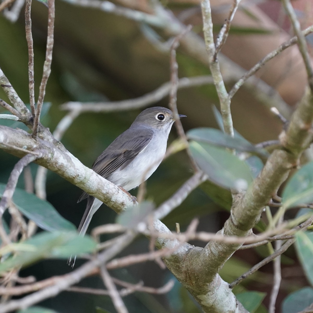 Cuban Solitaire - ML613184913