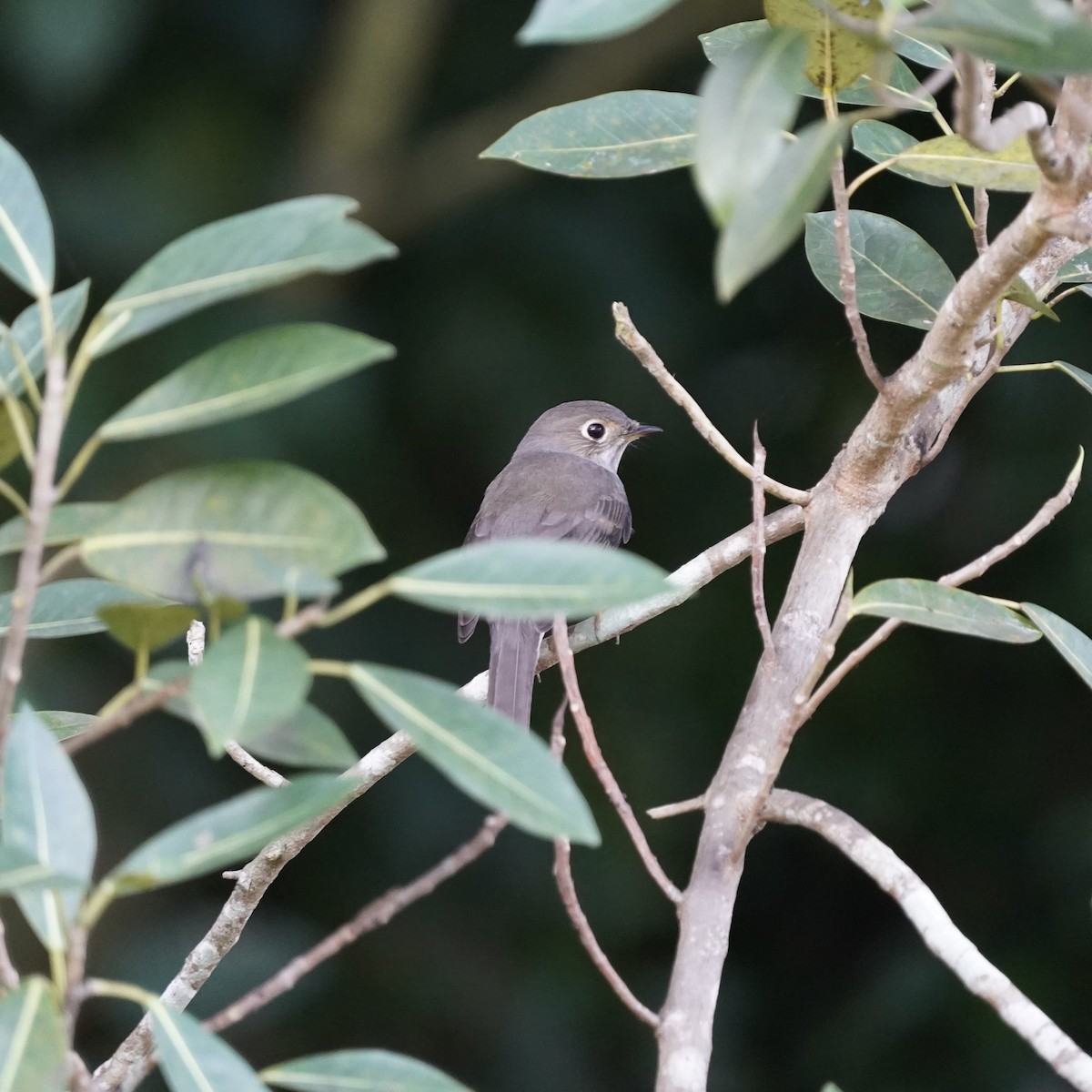 Cuban Solitaire - ML613184914