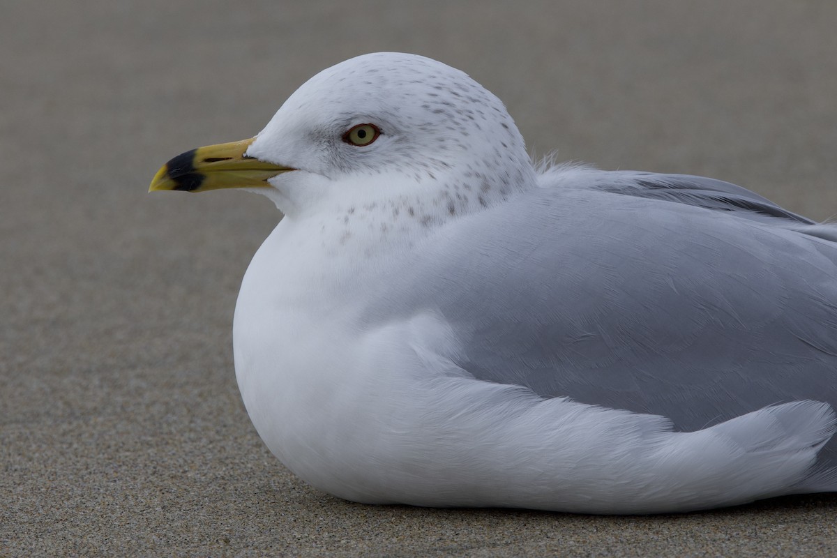 Ring-billed Gull - ML613184918