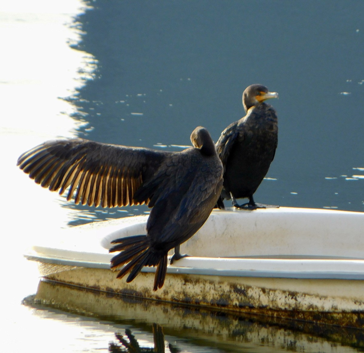 Double-crested Cormorant - ML613184959