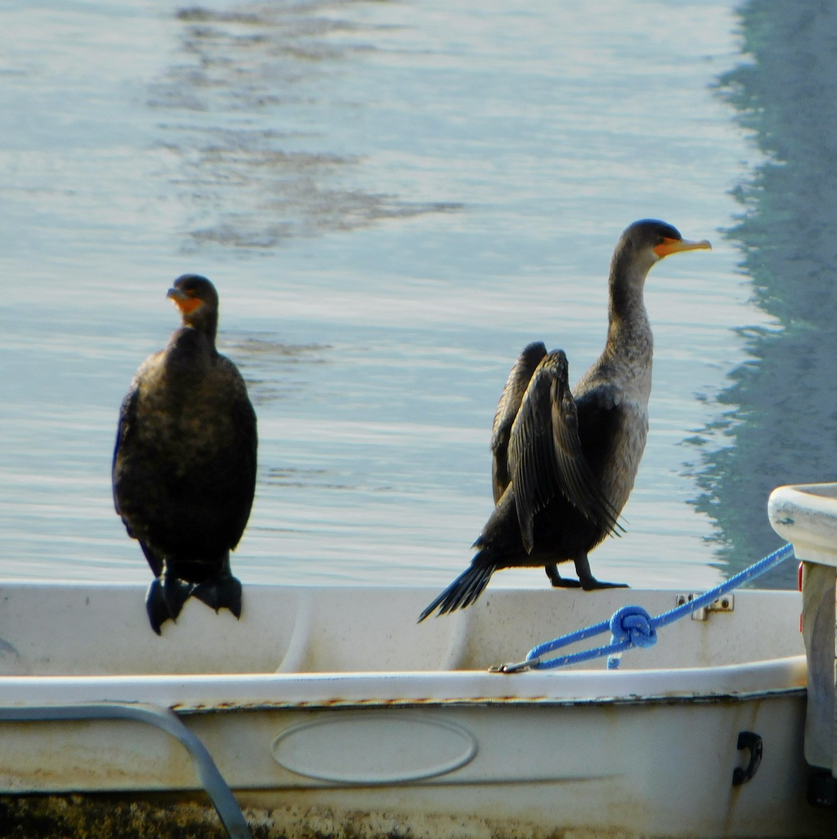 Double-crested Cormorant - ML613184960