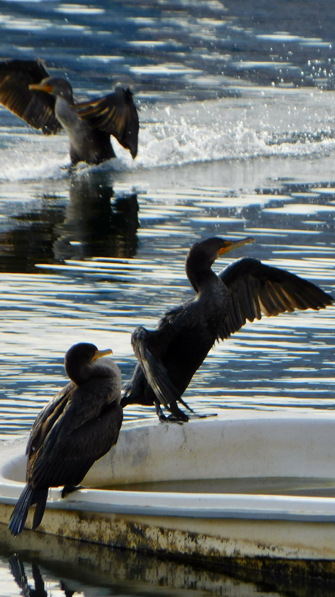 Double-crested Cormorant - ML613184963