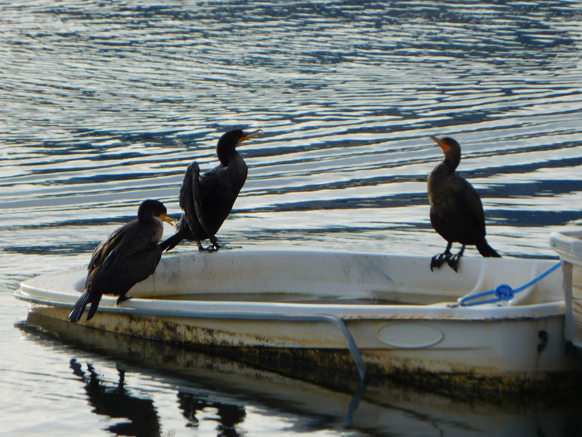 Double-crested Cormorant - ML613184965