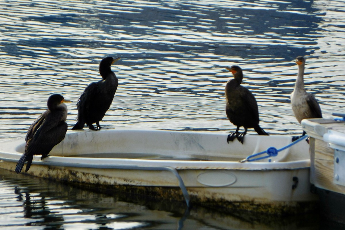 Double-crested Cormorant - ML613184966