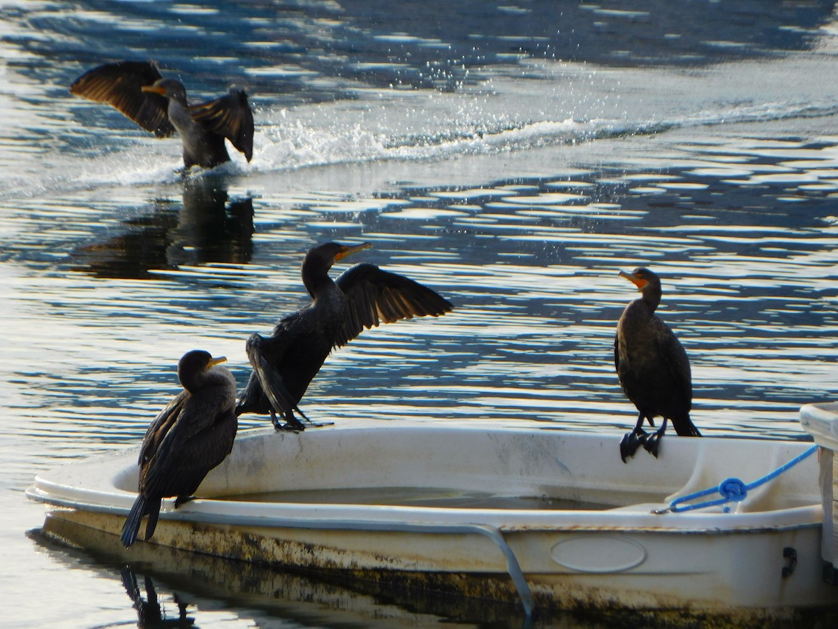 Double-crested Cormorant - ML613184967