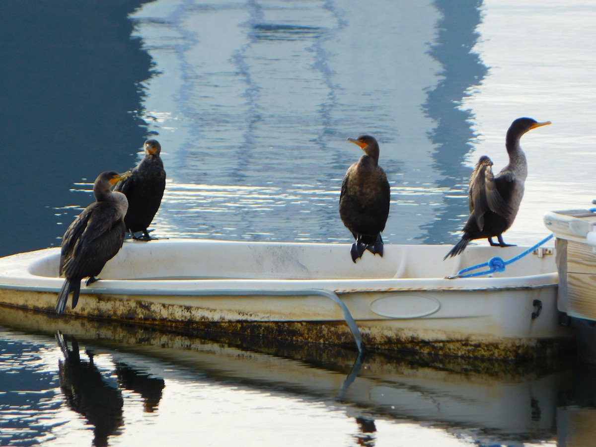 Double-crested Cormorant - ML613184968