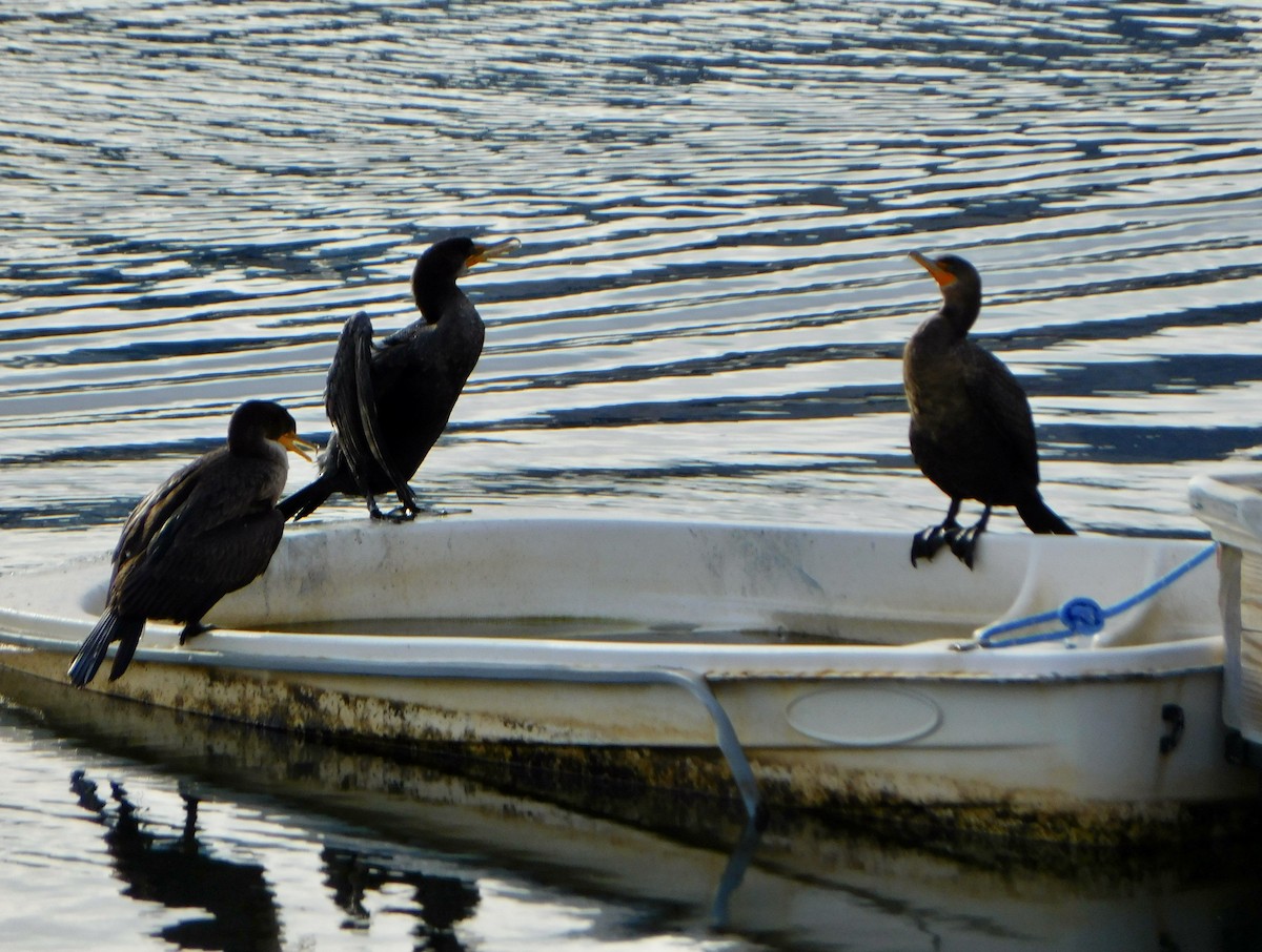 Double-crested Cormorant - ML613184969