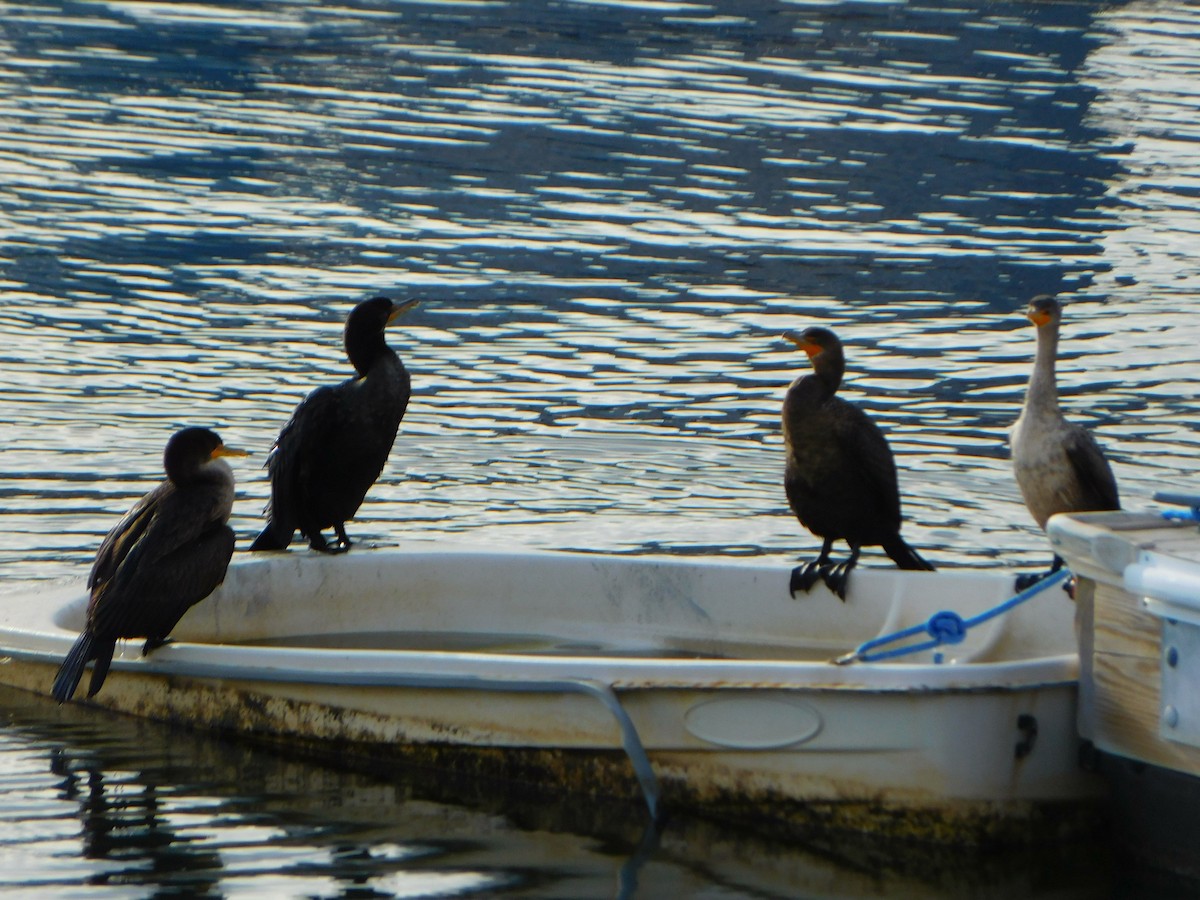Double-crested Cormorant - ML613184973