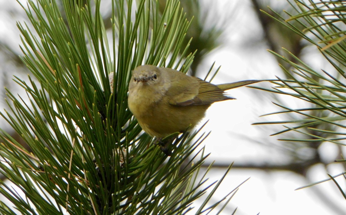 Orange-crowned Warbler - ML613184979
