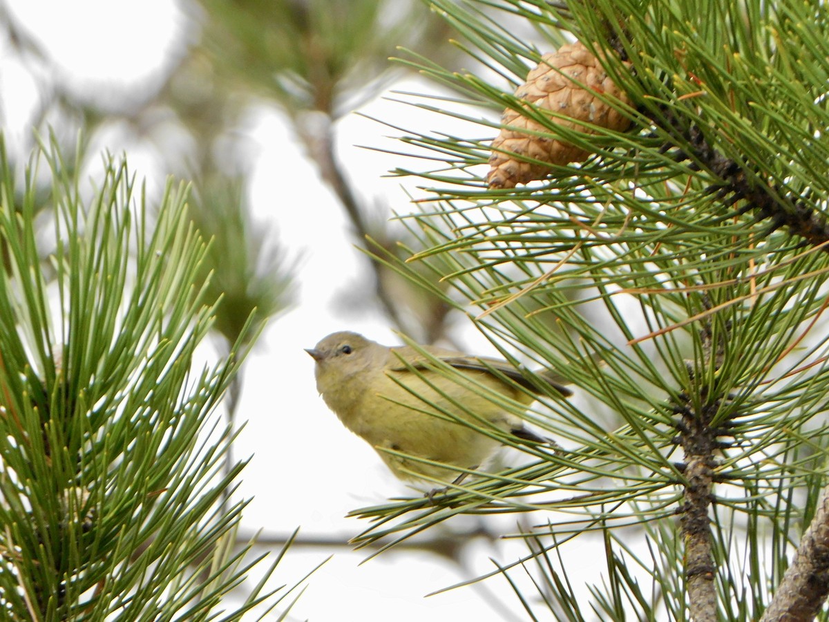 Orange-crowned Warbler - ML613184980