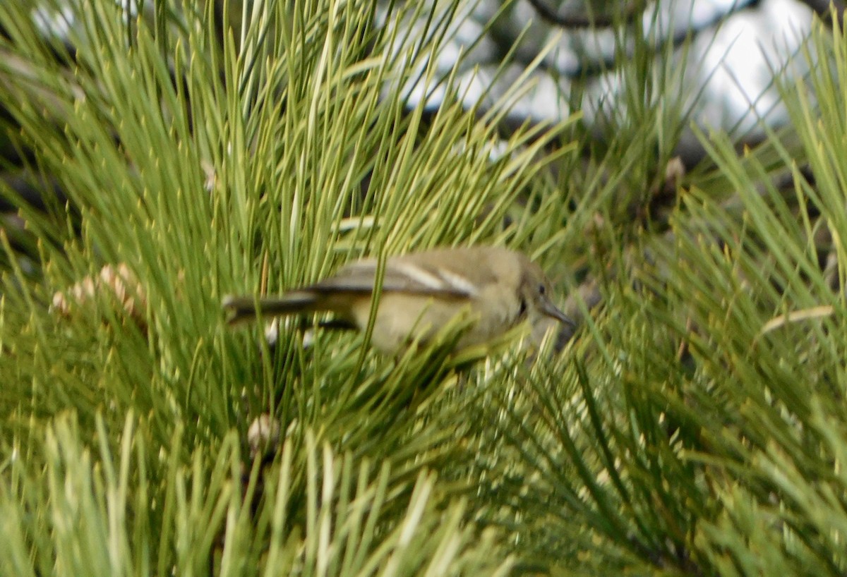 Pine Warbler - ML613184986