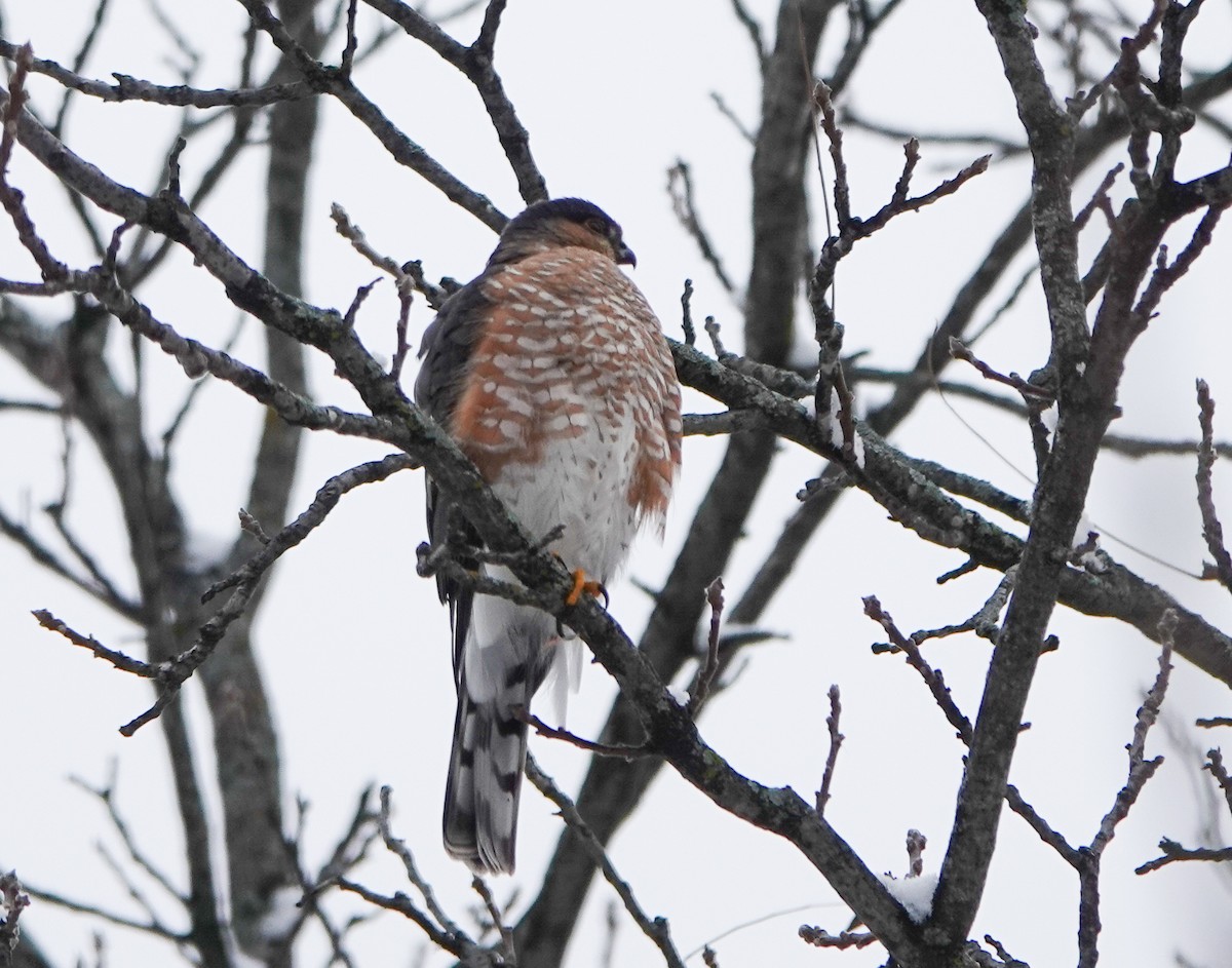 Sharp-shinned Hawk - ML613184990