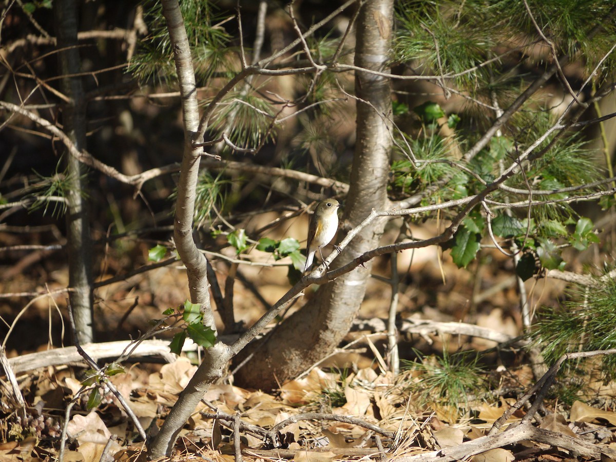 Red-flanked Bluetail - ML613185003