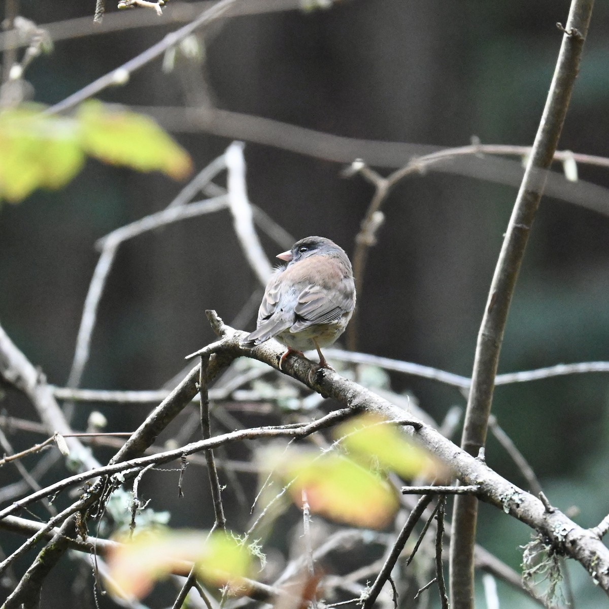 Dark-eyed Junco - ML613185038