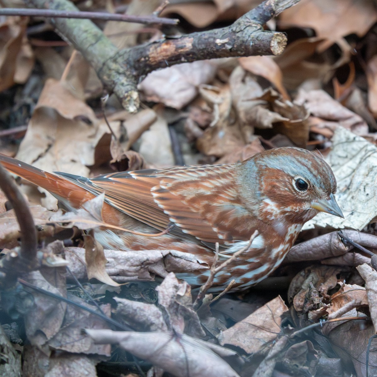 Fox Sparrow - ML613185042