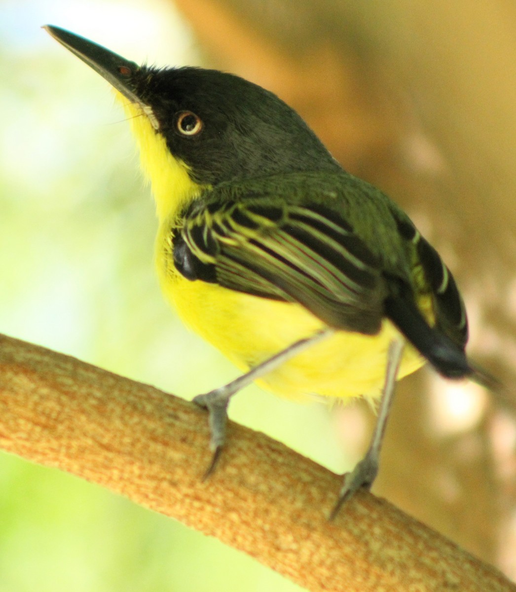 Common Tody-Flycatcher - ML613185139