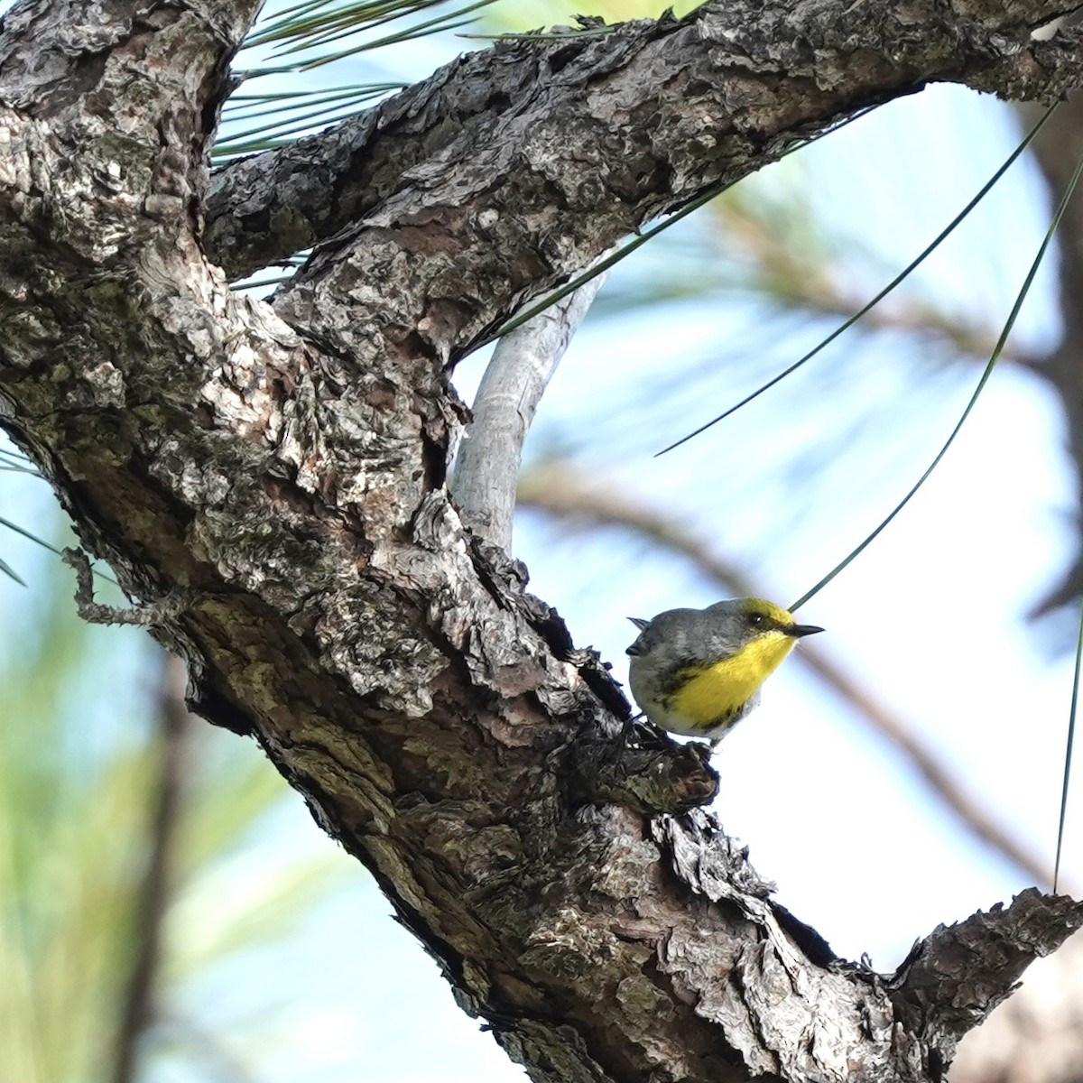 Olive-capped Warbler - ML613185154