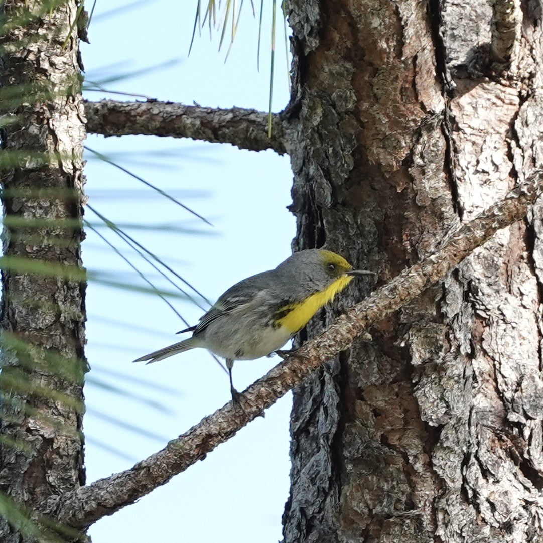 Olive-capped Warbler - Simon Thornhill