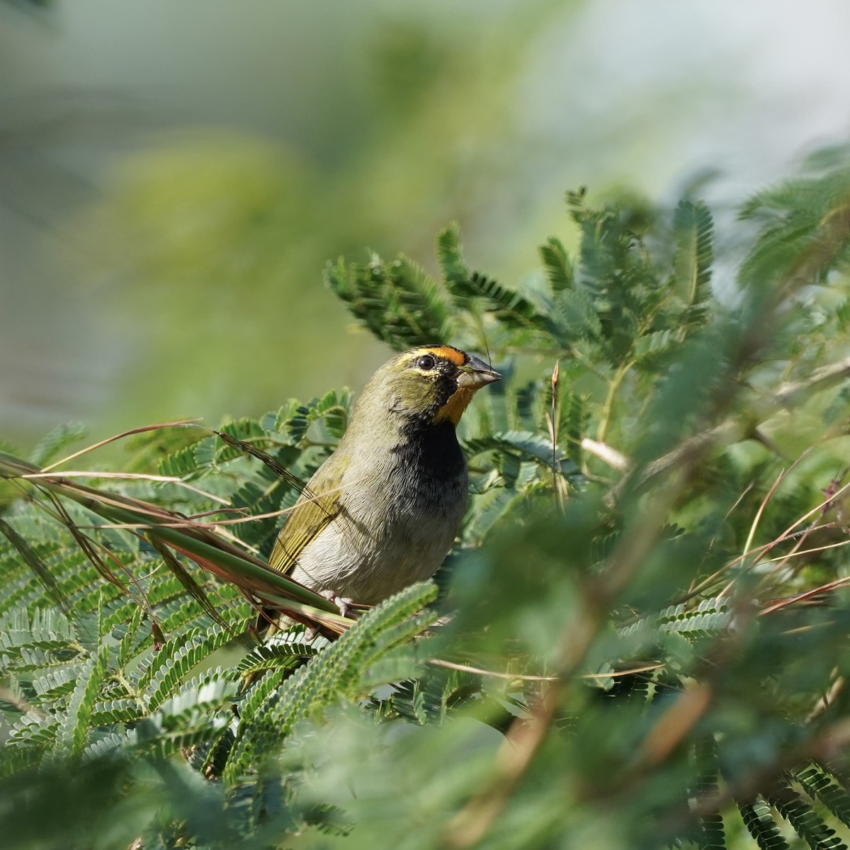 Yellow-faced Grassquit - ML613185183