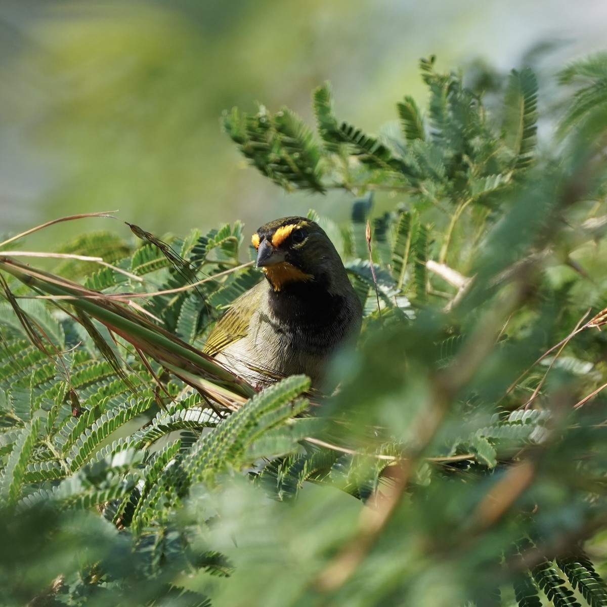 Yellow-faced Grassquit - Simon Thornhill