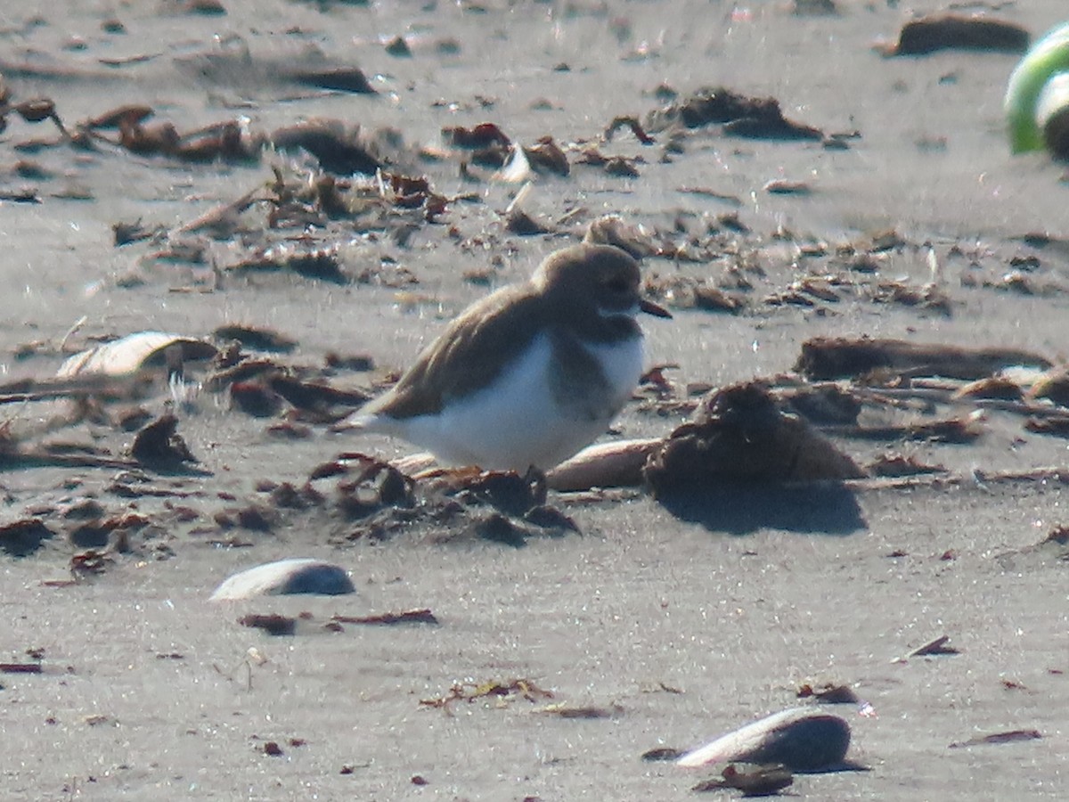 Two-banded Plover - ML613185190