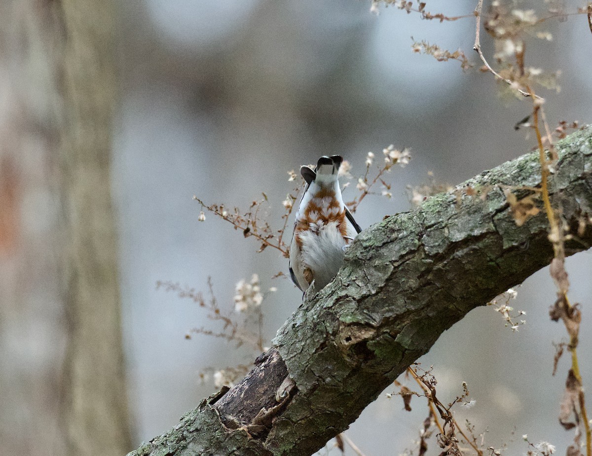 White-breasted Nuthatch - ML613185194