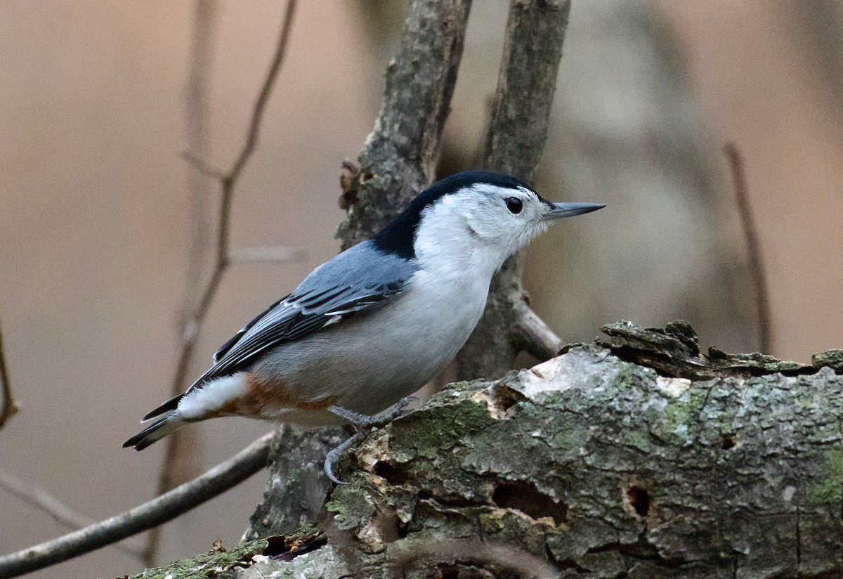White-breasted Nuthatch - ML613185197