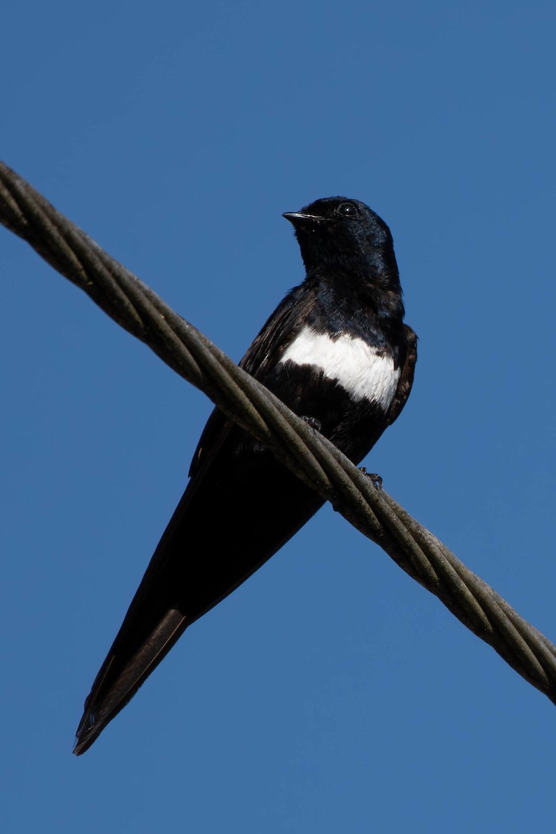 White-banded Swallow - ML613185242