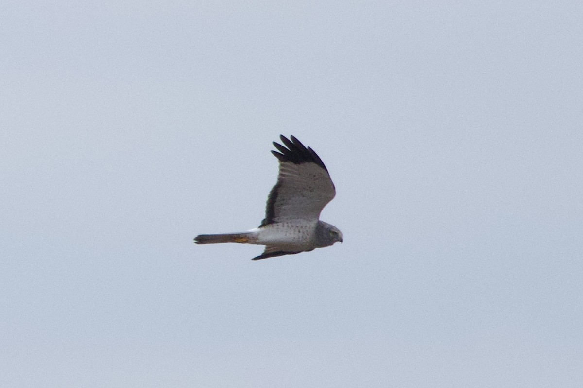 Northern Harrier - ML613185285