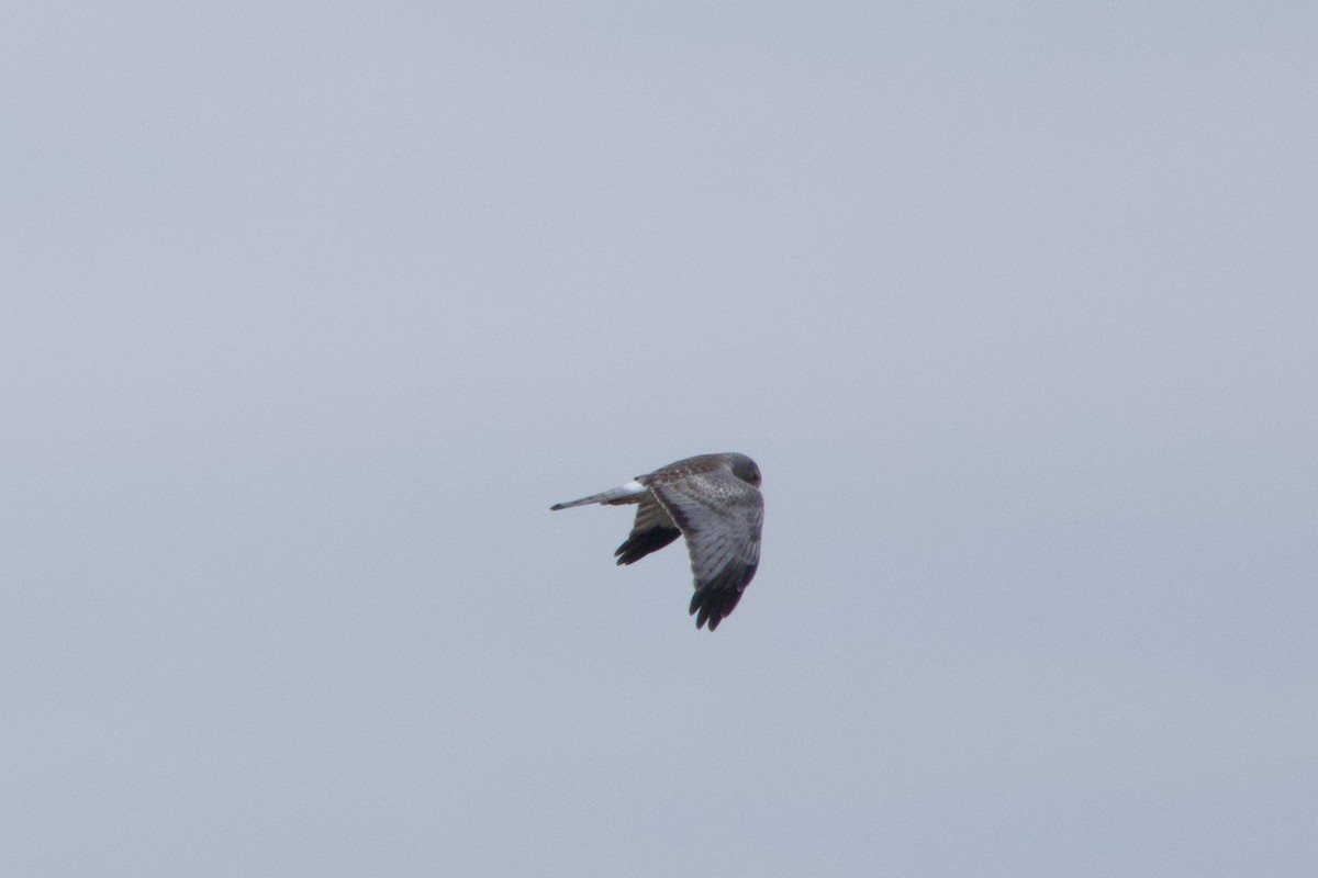 Northern Harrier - ML613185286