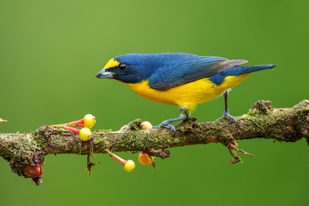 Yellow-throated Euphonia - ML613185322