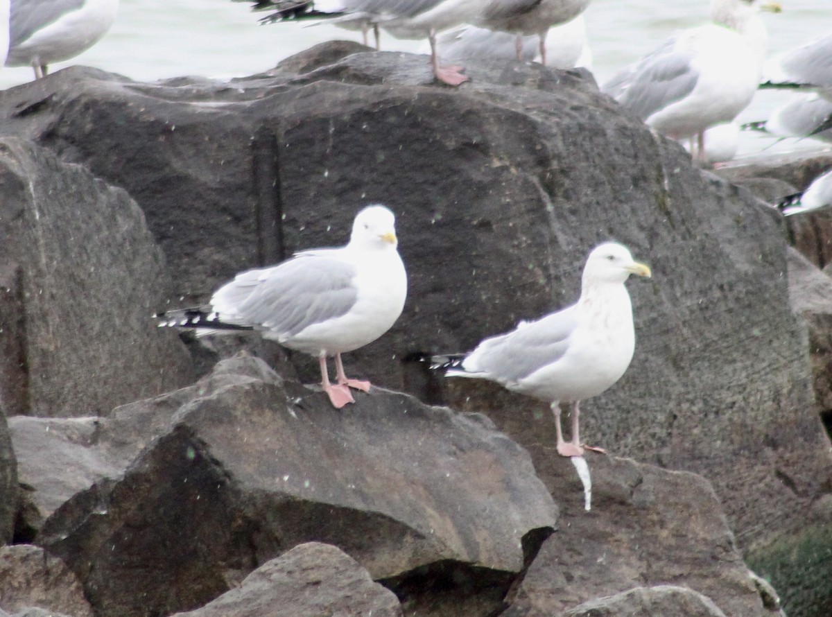 Herring Gull - ML613185334