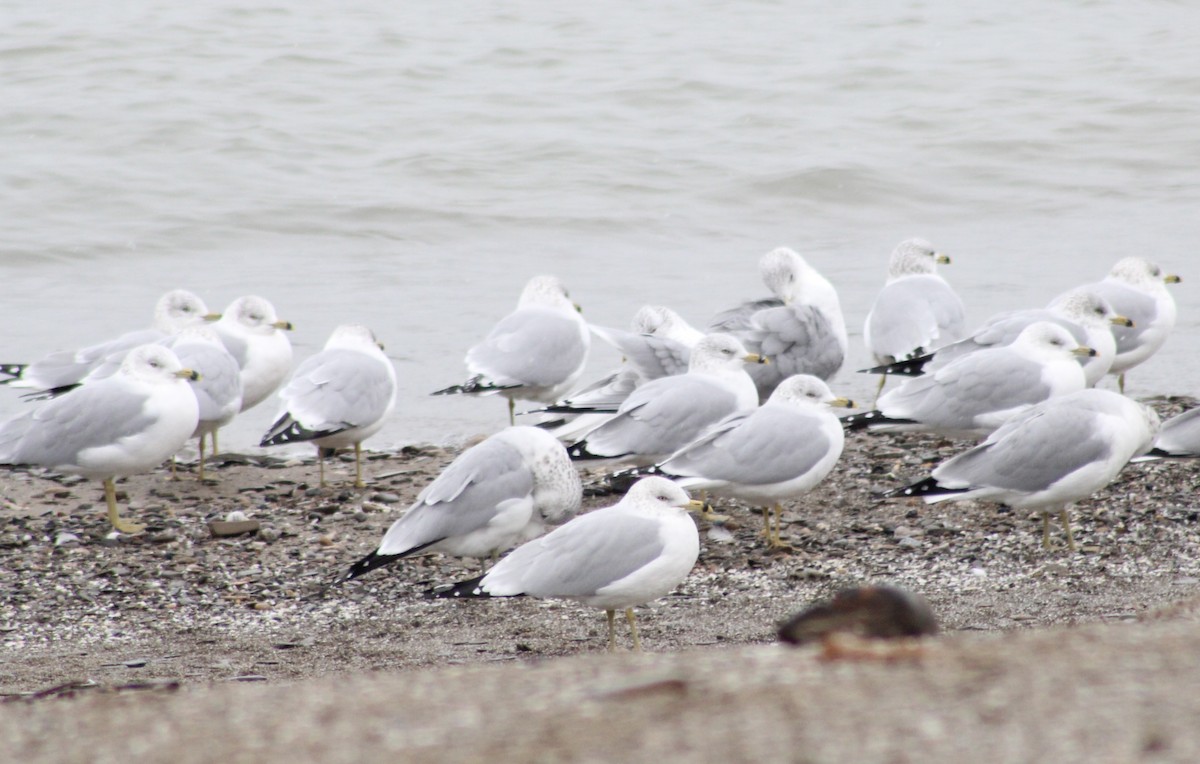 Ring-billed Gull - ML613185340