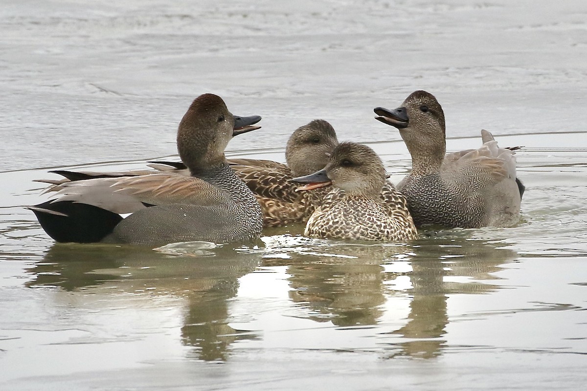 Gadwall - Nancy Villone