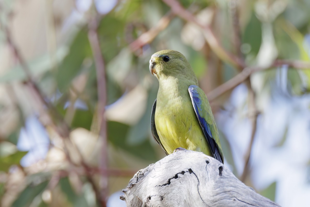 Elegant Parrot - ML613185370