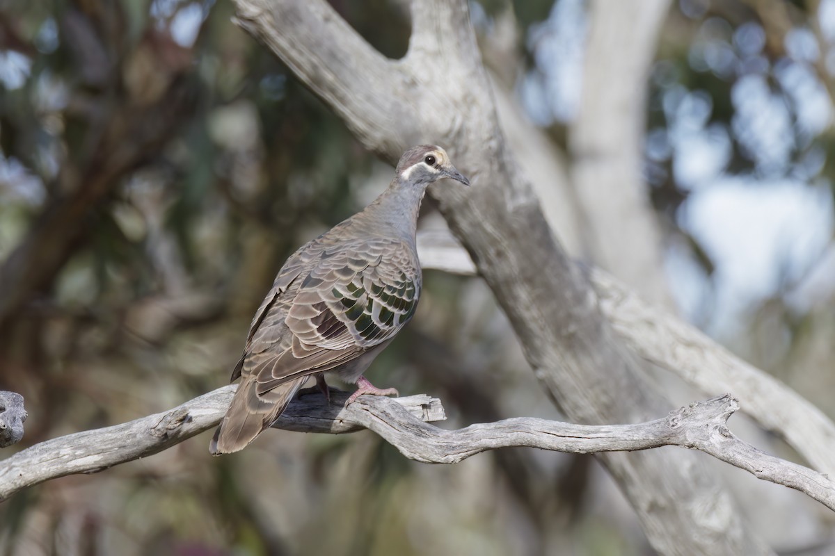 Common Bronzewing - Andreas Heikaus