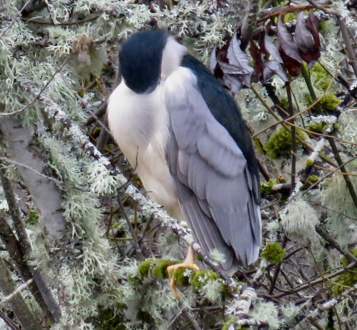 Black-crowned Night Heron - Molly Sultany