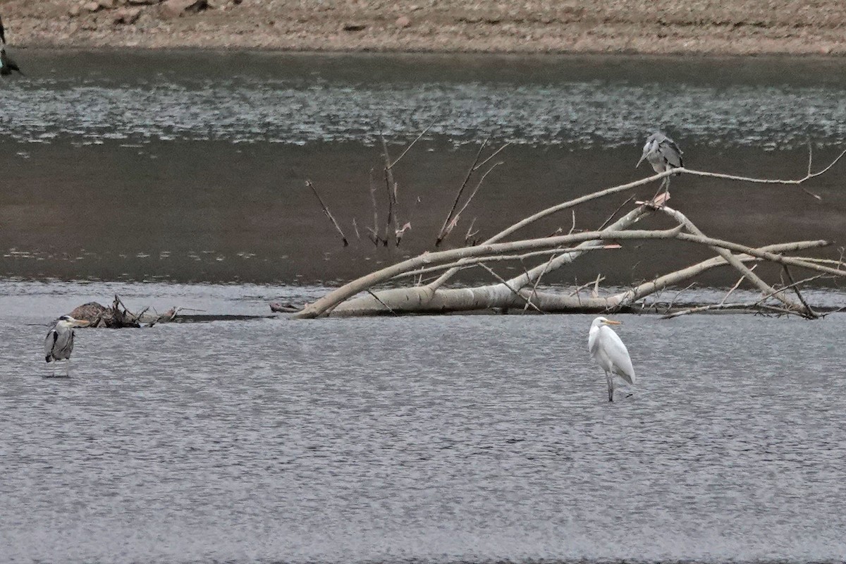 Great Egret - ML613185469