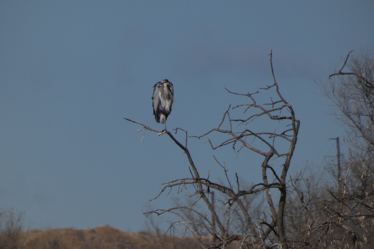 Great Blue Heron - ML613185657