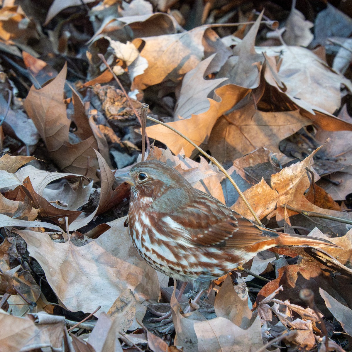 Fox Sparrow - ML613185674