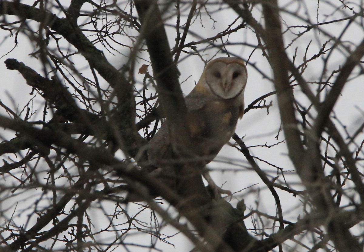 Barn Owl - ML613185729