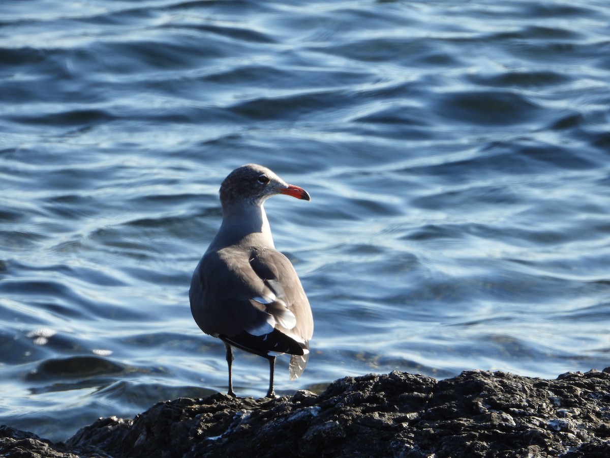 Heermann's Gull - ML613185734