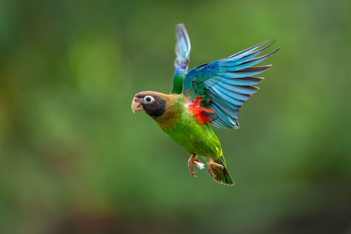 Brown-hooded Parrot - Jeff Hapeman