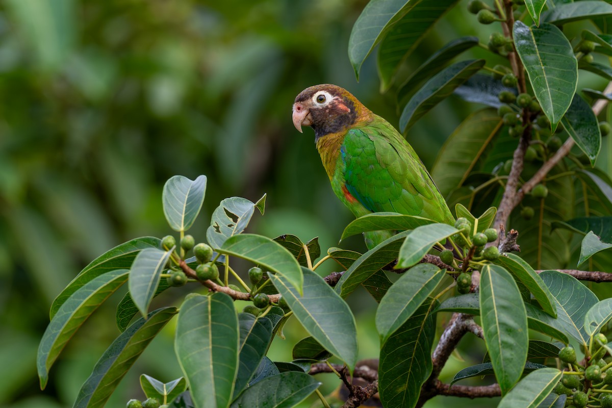 Brown-hooded Parrot - Jeff Hapeman