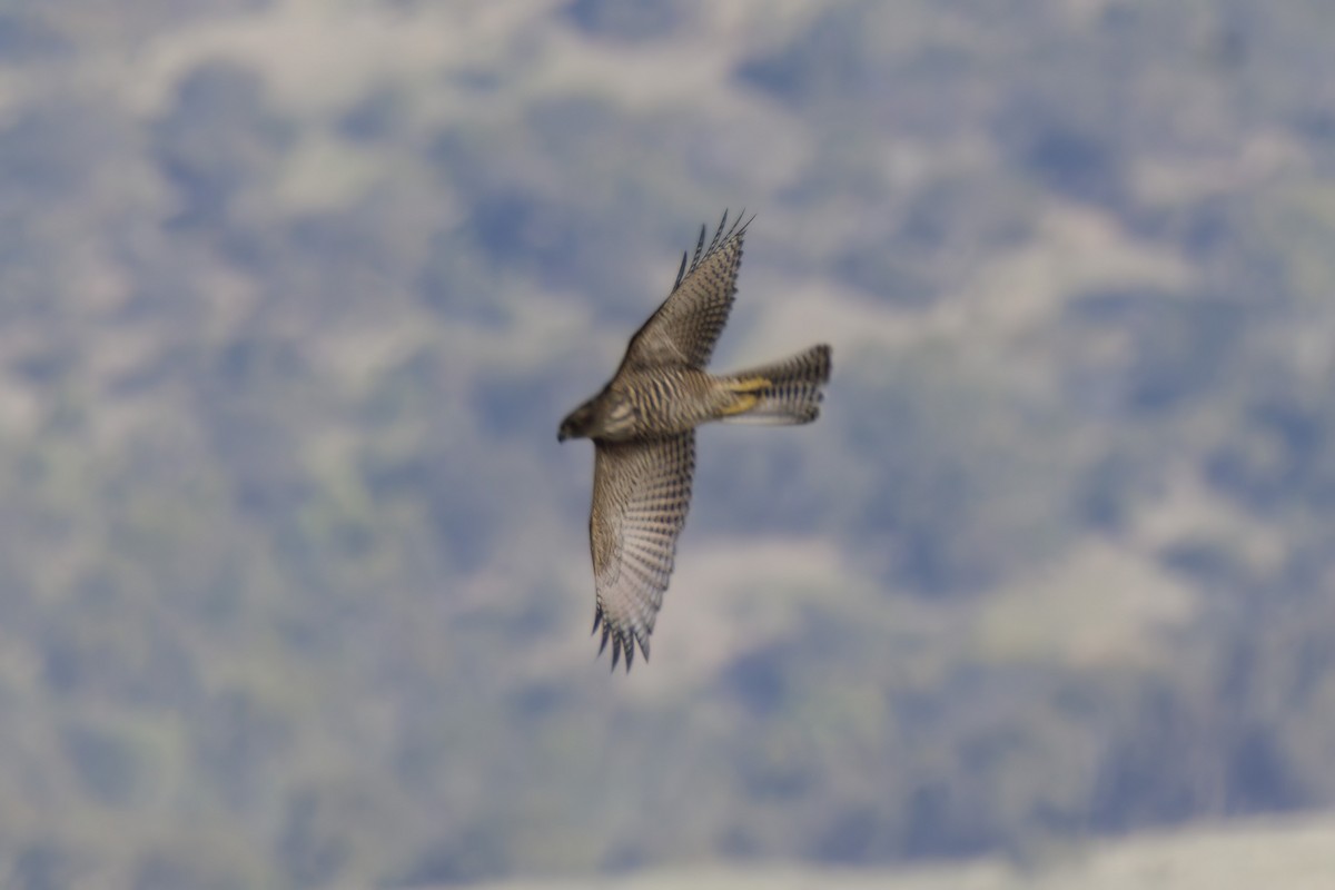 Brown Goshawk - ML613185799